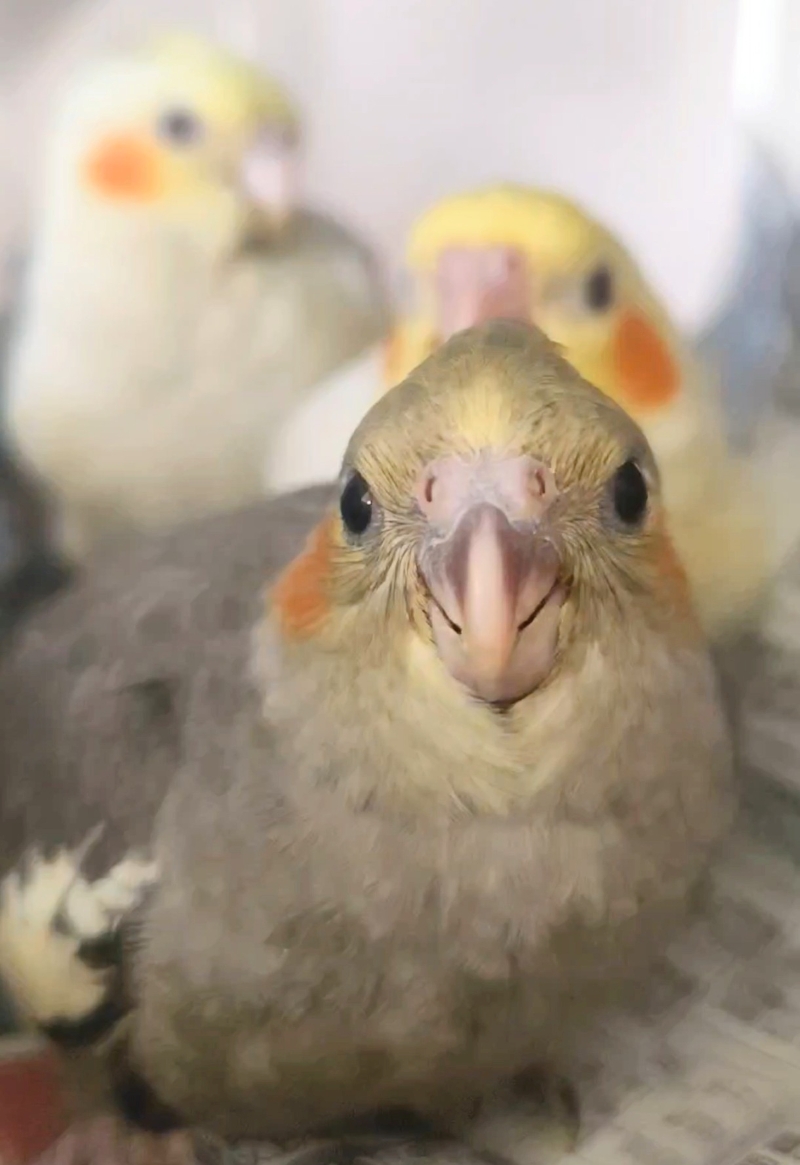 タイトル